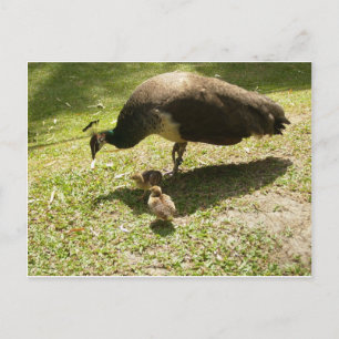 Peahen mit Hühnern Postkarte