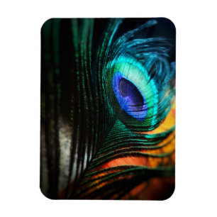 Peakcock Fether up nah und persönlich Magnet