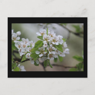 Pear Blossom Postkarte