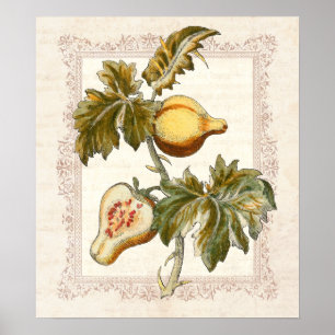 Pear Fruited Solanum Country Kitchen Decke Poster