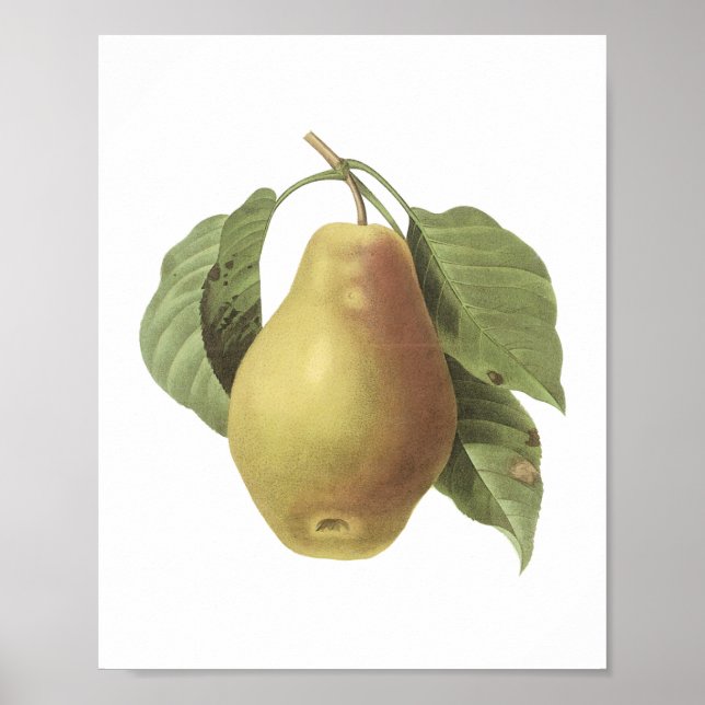 pear(Pyrus sp.) von Redouté Poster (Vorne)