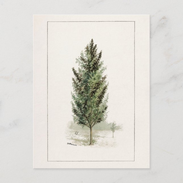 Pear Tree (Pyrus communis) Aquarellmalerei Postkarte (Vorderseite)