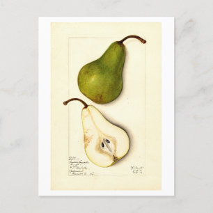 Pear Vintag Botanical Illustration Postkarte