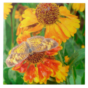 Pearl Crescent Butterfly auf Sneezeweed Fliese