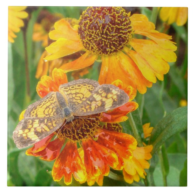 Pearl Crescent Butterfly auf Sneezeweed Fliese (Vorderseite)