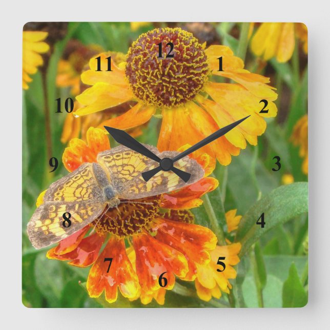 Pearl Crescent Butterfly auf Sneezeweed Quadratische Wanduhr (Vorderseite)