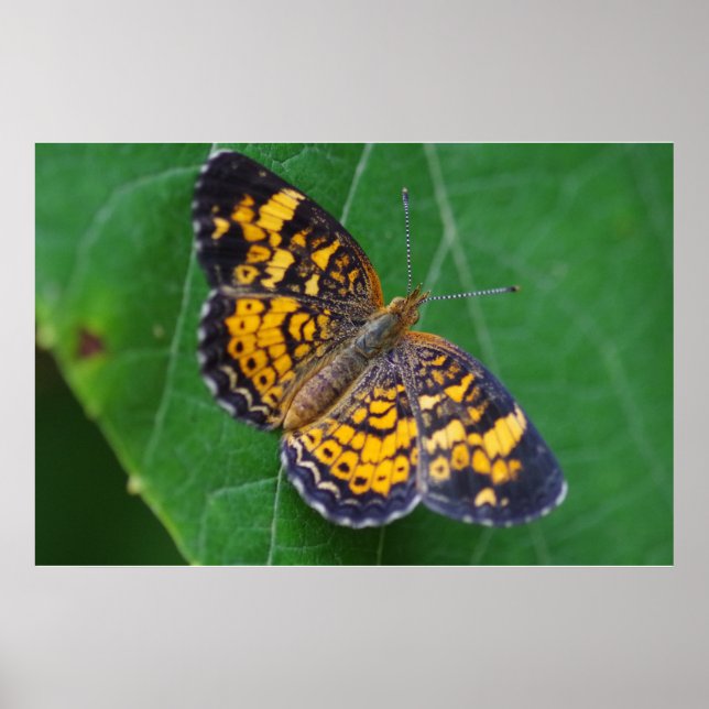 Pearl Crescent Butterfly Poster (Vorne)