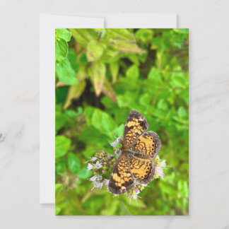 Pearl Crescent Schmetterlings-Geburtstagskarte dh2