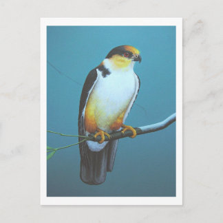 Pearl Kite Postkarte