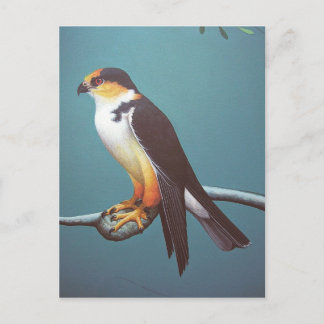 Pearl Kite Postkarte