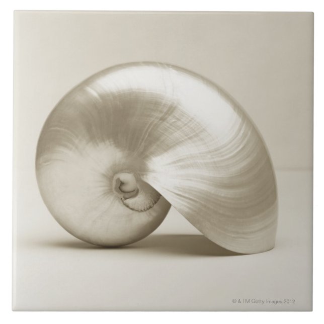 Pearlised NautilusseeMuschel Fliese (Vorderseite)