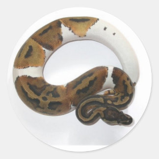 Pebaldballpython Runder Aufkleber