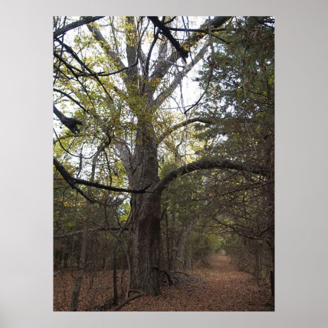Pecan Gateway Poster (Vorne)