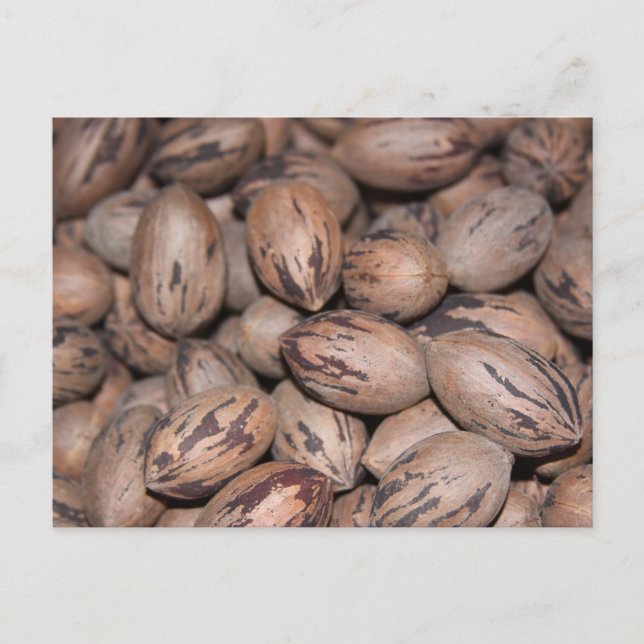 Pecan Postcard Postkarte (Vorderseite)