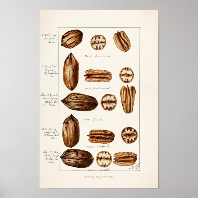 Pecans (Carya Illinoinensis) Aquarellmalerei Poster (Vorne)