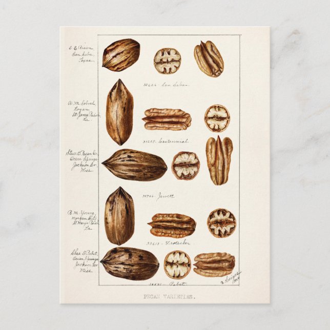 Pecans (Carya Illinoinensis) Aquarellmalerei Postkarte (Vorderseite)
