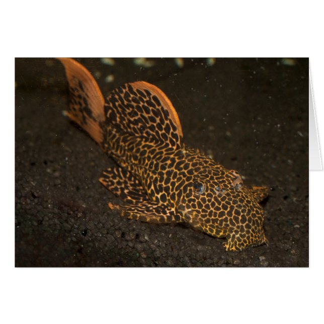 Peckoltia Compta (Vorderseite (Horizontal))