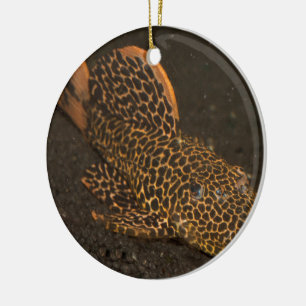 Peckoltia Compta Keramikornament