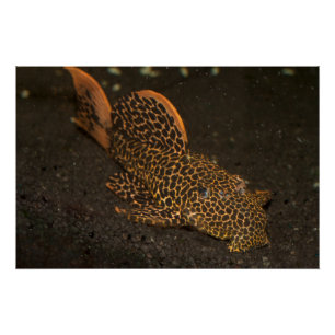 Peckoltia Compta Poster