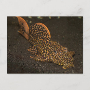 Peckoltia Compta Postkarte