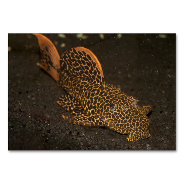 Peckoltia Compta Tischnummer (Vorderseite)