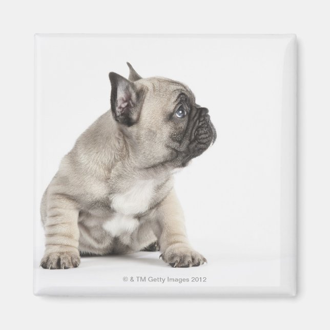 Pedigree Magnet (Vorne)