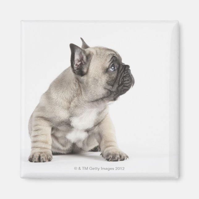 Pedigree Magnet (Vorne)