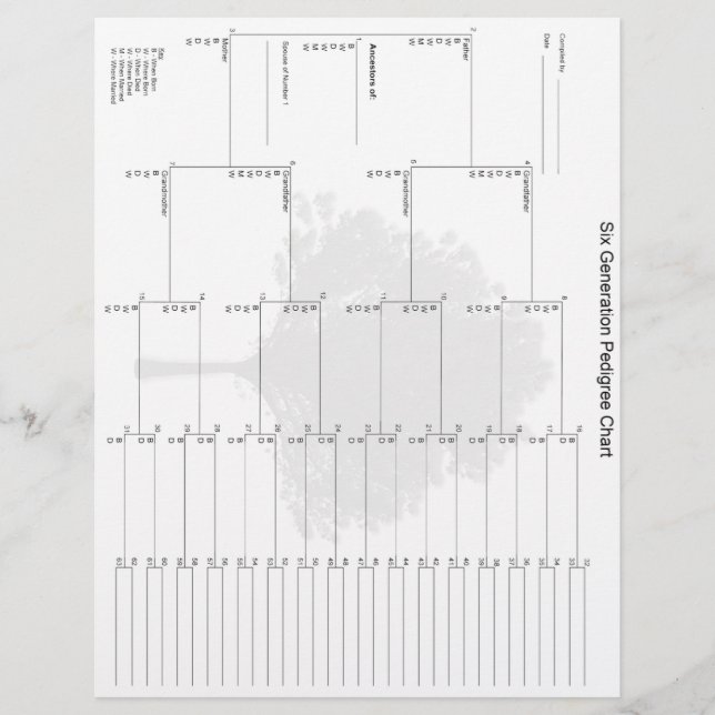 Pedigree Paper der sechsten Generation (Vorderseite)