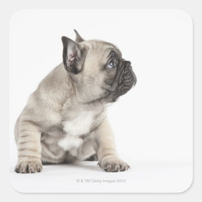 Pedigree Quadratischer Aufkleber (Vorderseite)