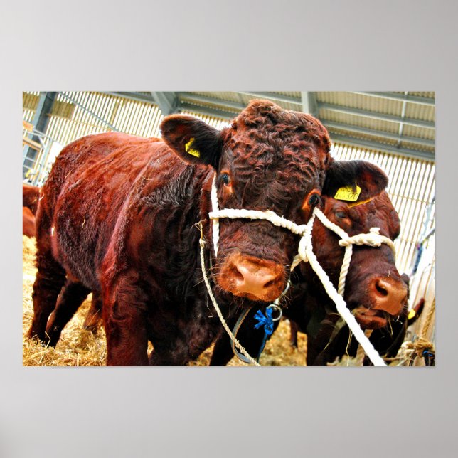 Pedigree Red Ruby Devon Cow Poster (Vorne)