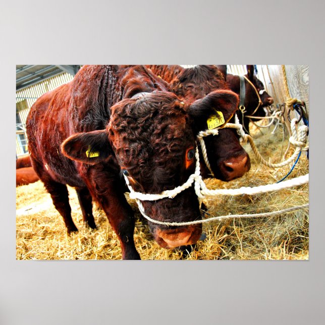 Pedigree Red Ruby Devon Cow Poster (Vorne)
