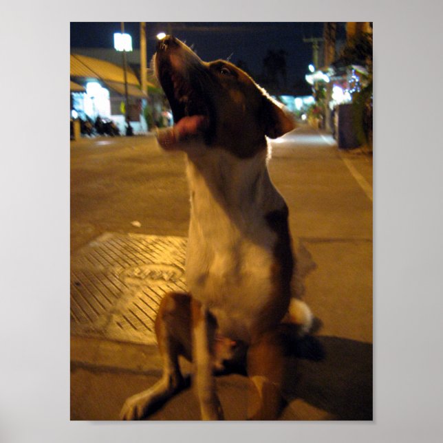 Pee Mai ... Soi Dog, Thailand Poster (Vorne)