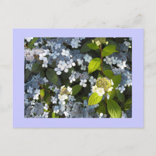 Peegee Hydrangea Postkarte