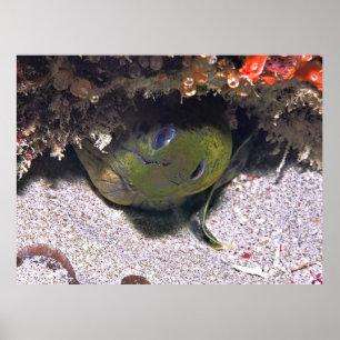 Peek a Boo Moray Poster
