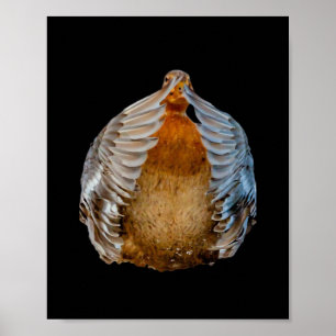 Peekaboo Duck Poster