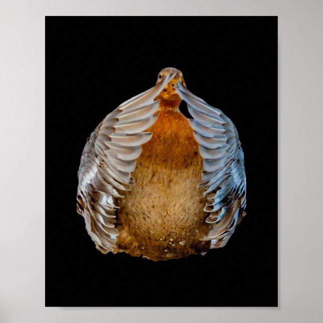 Peekaboo Duck Poster (Vorne)