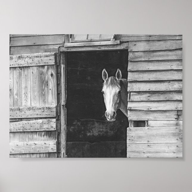 Peekaboo Horse & Barn Black and White Poster (Vorne)