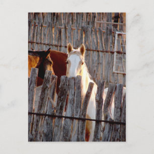 Peekaboo Paint Postkarte