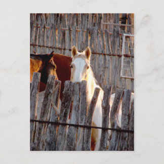 Peekaboo Paint Postkarte