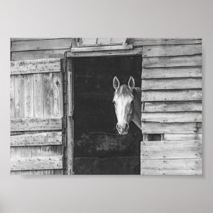 Peekaboo Pferd & Scheune Schwarz-Weiß Poster