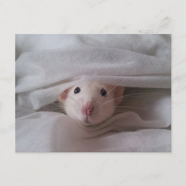Peekaboo Rat Postcard Postkarte (Vorderseite)