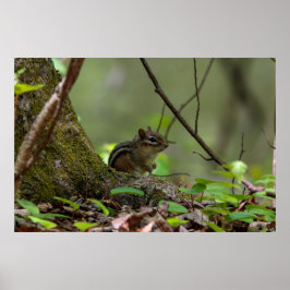 Peeking Chipmunk Poster