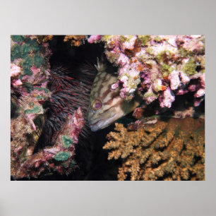 Peeking-Gruppe Poster