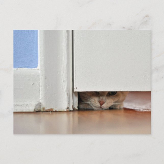 Peeking Kitty Postkarte (Vorderseite)