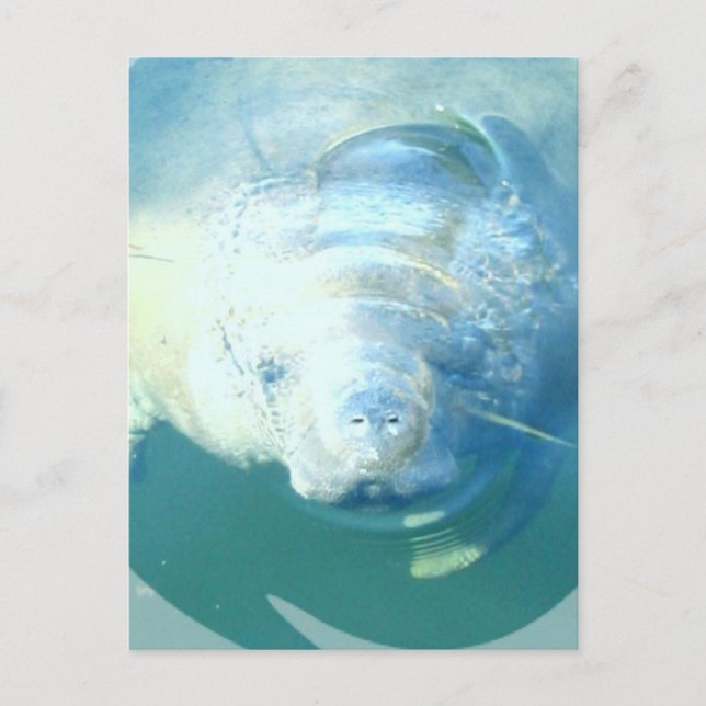 Peeking Manatee Postcard Postkarte (Vorderseite)