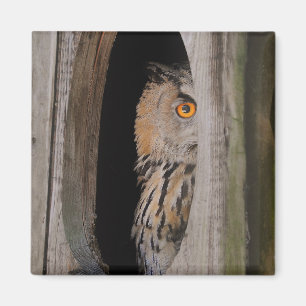 Peeking Owl Lover Kühlschrank Magnet