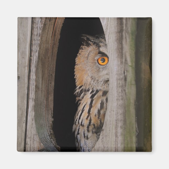 Peeking Owl Lover Kühlschrank Magnet (Vorne)