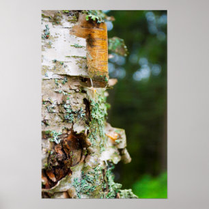Peeling Birch Tree, Maine Poster