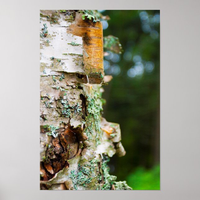 Peeling Birch Tree, Maine Poster (Vorne)