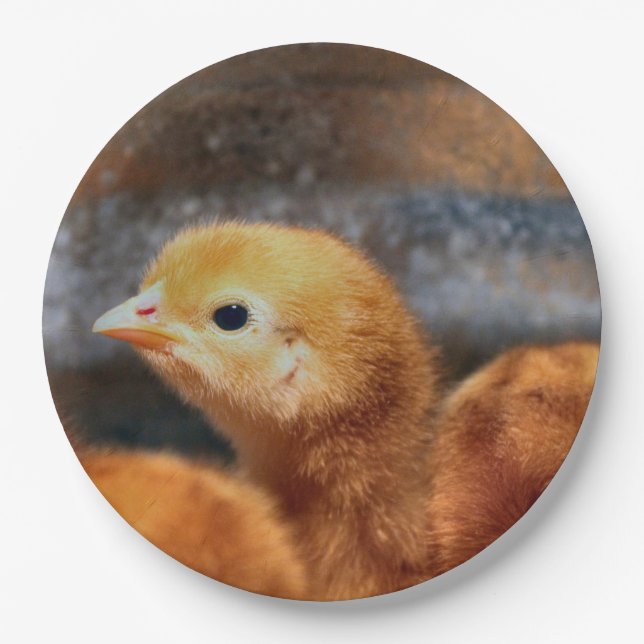 Peep Peep Pappteller (Vorderseite)